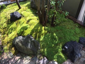 深谷市で苔を張り直しをしました。