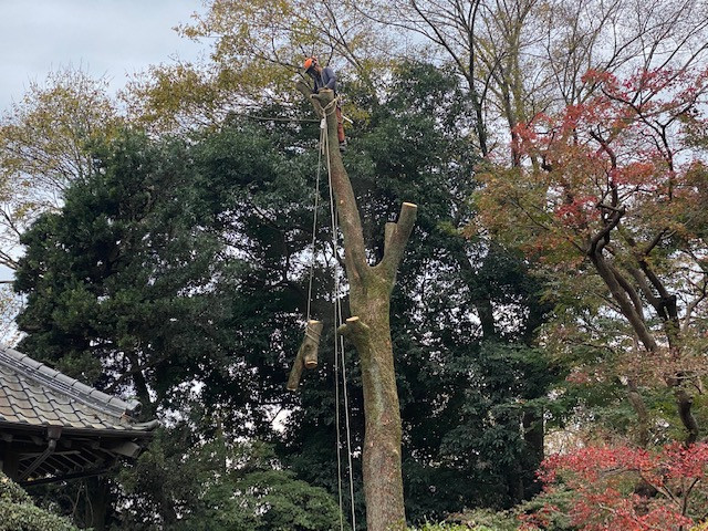 熊谷市でクスノキの枝下ろしをしました。