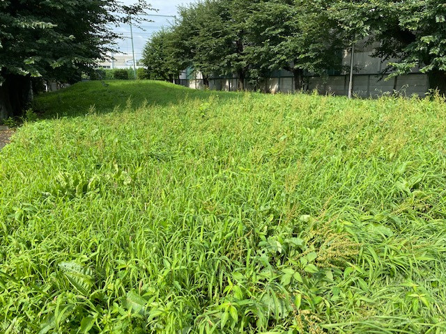 熊谷市で除草をしました。