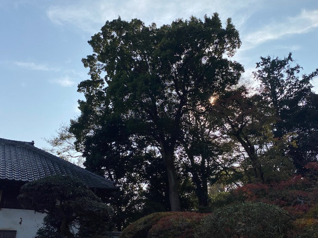 熊谷市でクスノキの枝下ろしをしました。