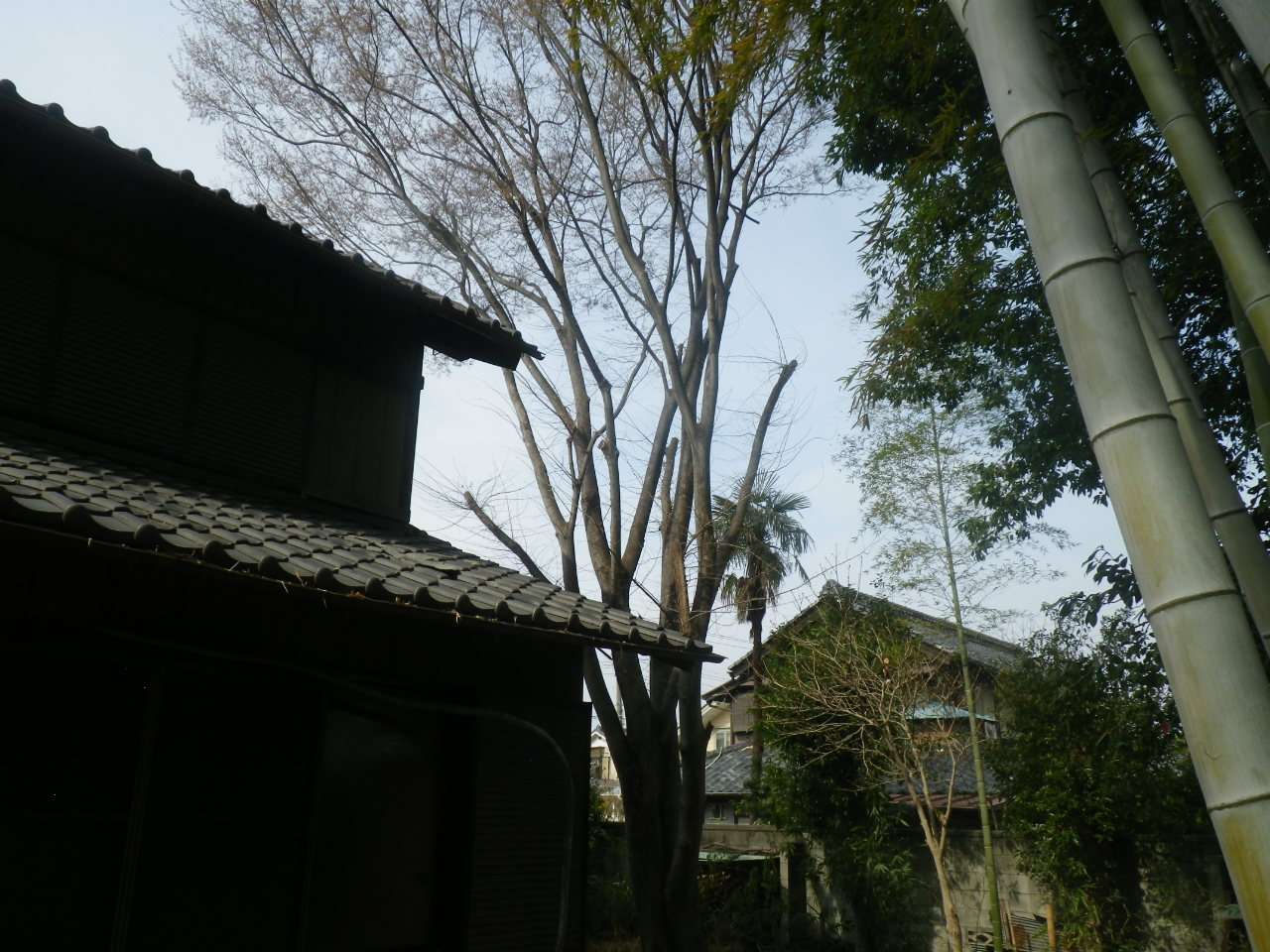 熊谷市で伐採をしました。