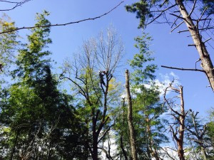 東松山で高い木の枝降ろしをしました。